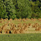 Amish farming