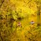 Fall canoe reflections
