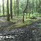 A series of human-made vernal pools (some dried up) at Pope Home Mitigation Bank, Geauga County