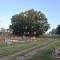Oak Tree in Cemetary