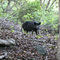 Wild Boar in Molokai Hawaii