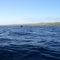 Humpback Whale Near My Kayak (6/6)