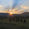 Cows, Near Challis