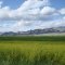 Challis, ID