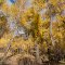 Riparian cottonwood forest along Garden Creek near Challis, Idaho