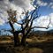 Burnt Juniper