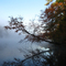 Lake Haigler