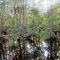 View of creek through swamp