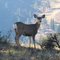 Mule Deer