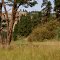 Near Wayside, Wallowa Highway, near Enterprise, Oregon