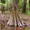 Cyprus Tree