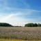 Cotton Field