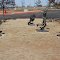 Stick Horse Stampede