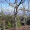 view through trees from Woods Mtn