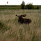 Moose June 2006