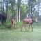Moose