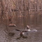 Territorial Canadian Geese