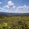 Spring Wildflowers