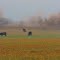 Morning Cattle