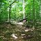 Fallen Tree Along Trail