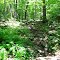 Rocky Trail