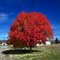 Autumn Blaze Maple