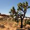 Joshua Tree Grove