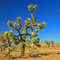 Joshua Tree in August - 112 degrees ...08.25.07