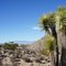 Joshua Tree N.P.