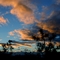 Joshua Tree
