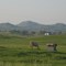 Horse mountains