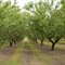 California Almond Grove near SR 99