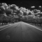 Turlock Country Road