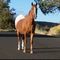 local horse likely rv park likely ca