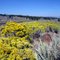 Yellow Paintbrush off 395...