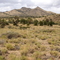 Mojave Desert