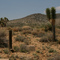 Mojave Desert View