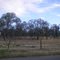 Oak field along LaPorte Rd