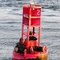 Sea Lions in San Pedro Bay, Long Beach, California