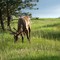 Elk on roadside
