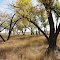 SAND Cottonwoods