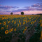 Sunrise at sunflower field