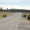 Cows
