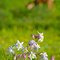 Grand Mesa Pastoral - Columbine/Deer