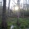 river swamp