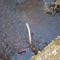 Upper Hillsborough River
