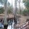 Cypress near trail at Alston Tract