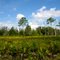 Palmetto Field in Upper Hillsborough Tract