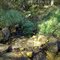 A small spring cascades down the river bank