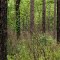 Looking through the sandhill toward the floodplain forest